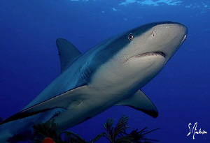 Reef Shark cruising on Ginormous Reef - Bahamas by Steven Anderson 
